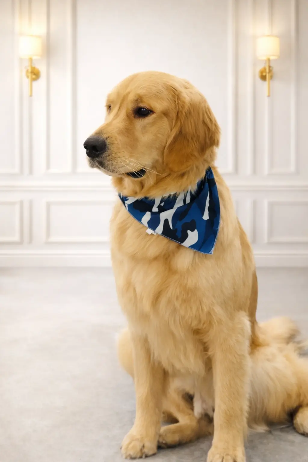 Golden Retriever with blue camo bandana groomed at Pawfect Beauty Las Vegas