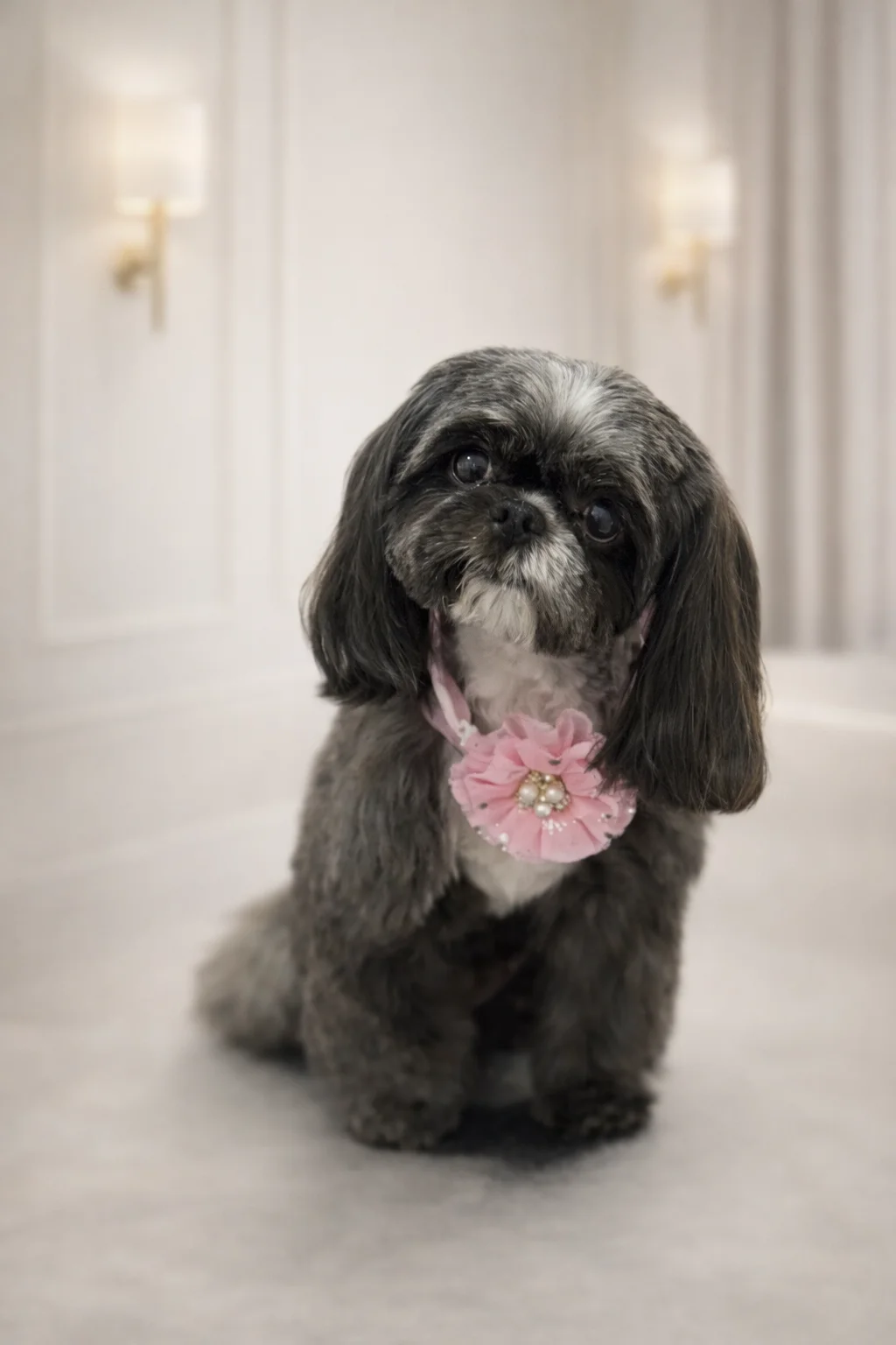 Dark gray Shih Tzu with pink flower collar groomed at Pawfect Beauty Las Vegas