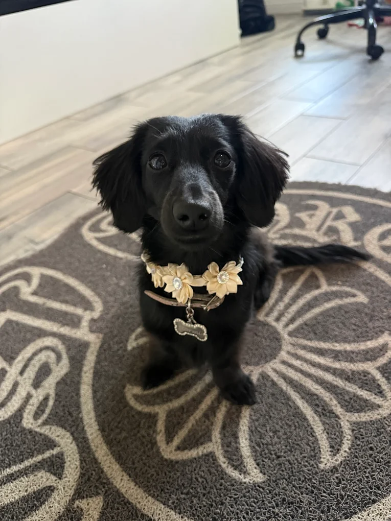 Stormi, a mini Dachshund groomed at Pawfect Beauty Las Vegas