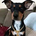 Dog groomed at Pawfect Beauty Las Vegas
