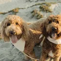 Dog groomed at Pawfect Beauty Las Vegas