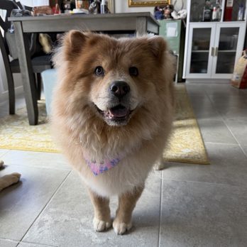 Dogs groomed at Pawfect Beauty Las Vegas
