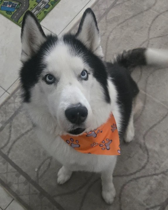Max, a Husky groomed at Pawfect Beauty Las Vegas