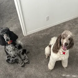 Dog groomed at Pawfect Beauty Las Vegas