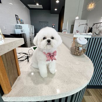 Dog groomed at Pawfect Beauty Las Vegas
